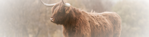Baduhmian Oxen